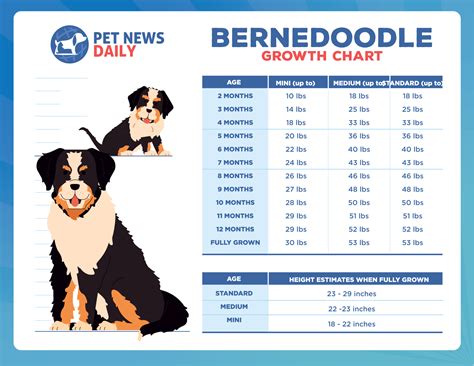 standard bernedoodle growth chart|How Big Will My Bernedoodle Get: Size & Growth Chart